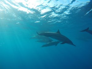 simma med delfiner på Hawaii
